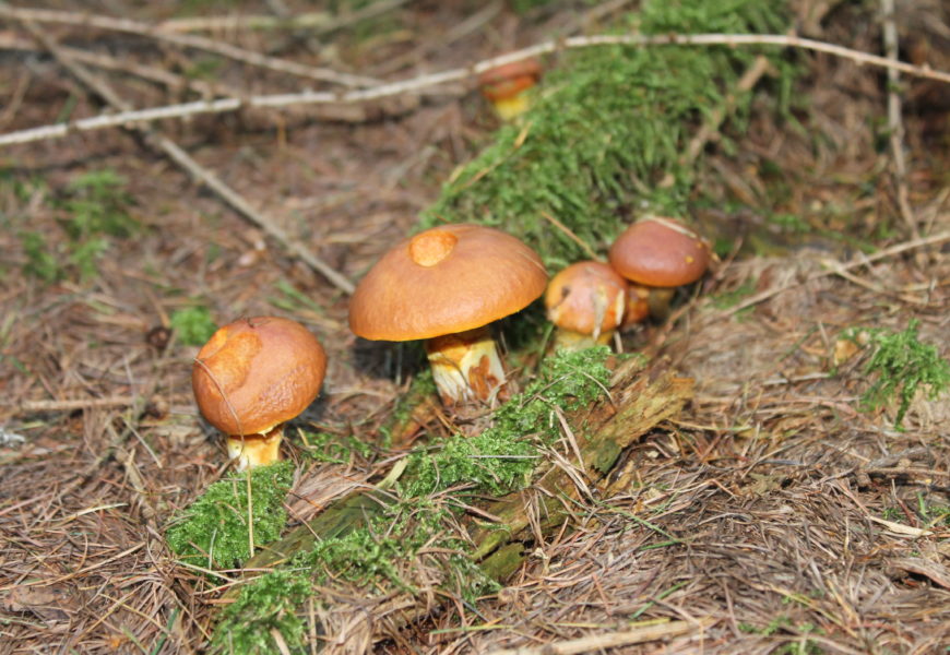 15.09.2020 – Pilzwanderung im Jägerswald 15.09.2020 – Pilzwanderung im Jägerswald